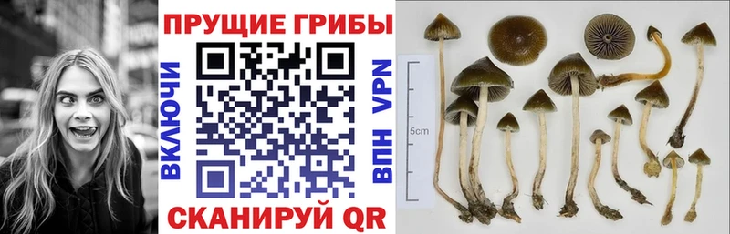 Купить где  Давлеканово  Галлюциногенные грибы Magic Shrooms 